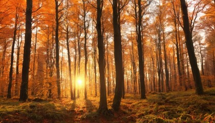 Fototapeta premium Autumns golden glow in the heart of the woods