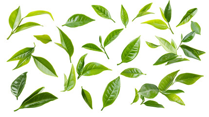 Flying green tea leaves in the air with transparent background.