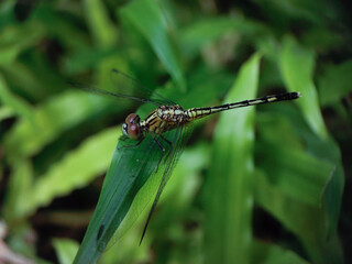 A dragonfly perched on a green leaf