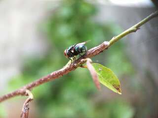 A fly landed on a branch