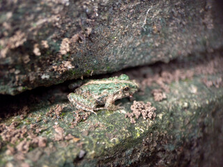 Small frog with green markings