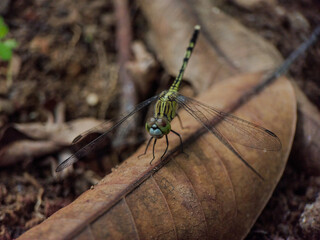 A dragonfly perched on a dry leaf