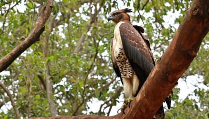  Eagle of the forest perched in majesty