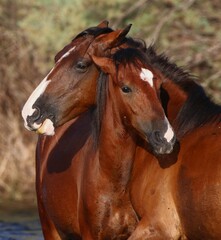 The Bonds of Wild Horses