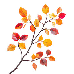 Obraz premium A vibrant autumn branch adorned with colorful leaves in shades of red, orange, and yellow, perfect for seasonal designs