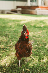 range chicken on a farm