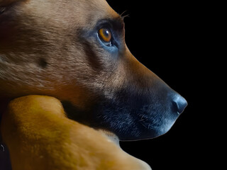 perro mirando hacia arriba 