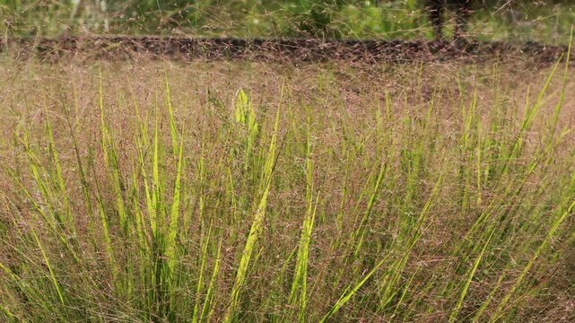Pink muhly in the meadow sways in the wind.초원의 핑크뮬리가 바람에 흔들립니다.