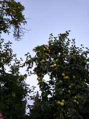 Apple tree at dusk