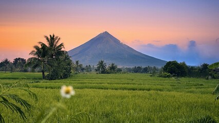 Mayon Volcano Sunset Sunrise with sa rice field and beautiful color of sky in legazpi city albay Philippines