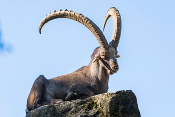 Fototapeta premium Alpine Ibex Resting on a Rock Against a Clear Blue Sky