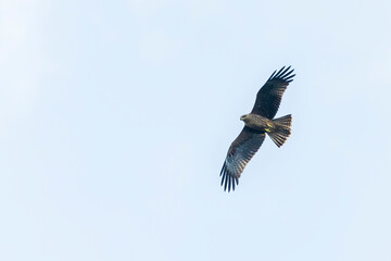 Black Kite Hovering Gracefully Against a Clear Blue Sky