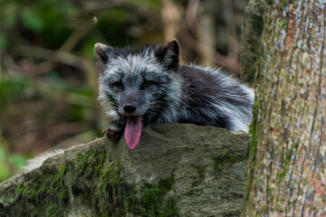 Arctic Fox with Summer Coat Resting in the Shade, Tongue Playfully Out