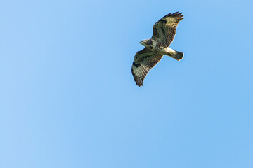 European Common Buzzard Hovering Gracefully Against a Clear Blue Sky