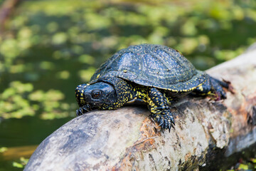 European Swamp Turtle Sunbathing on a Log in a Tranquil Lake