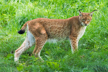 European Lynx Standing Gracefully in Tall Grass