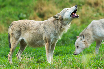 Fototapeta premium Timber Wolf Feasting on Meat
