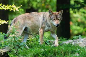 Timber Wolf Walking Gracefully Through the Grass