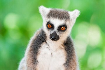 Close-Up of a Katta (Ring-Tailed Lemur)