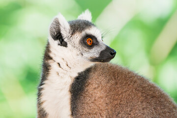 Close-Up of a Katta (Ring-Tailed Lemur)