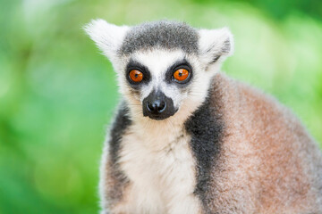Obraz premium Close-Up of a Katta (Ring-Tailed Lemur)