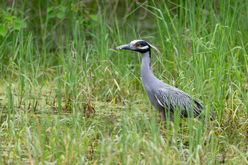 Naklejka premium Yellow-crowned Night-Heron