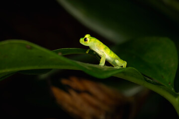 Close-Up of a Valerioi Glass Frog Resting on a Leaf