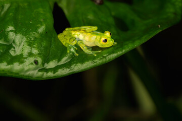 Close-Up of a Valerioi Glass Frog Resting on a Leaf