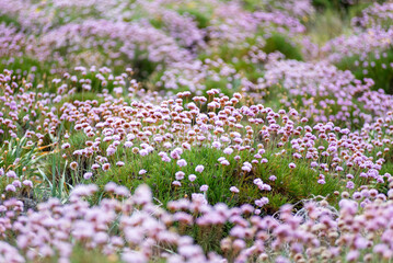 Close-up of small pink flowers blooming on a meadow, with the blurred background revealing more of the same delicate blossoms. 