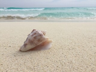 seashell on the beach