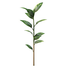 Obraz premium A vibrant green plant with glossy leaves, ideal for adding a natural touch to any indoor or outdoor space.