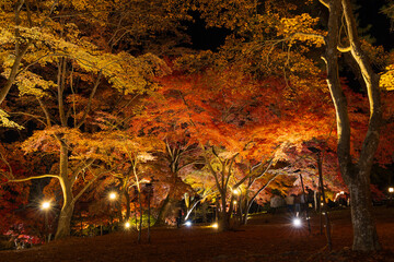 日本の風景・秋　埼玉県長瀞町　月の石もみじ公園　紅葉ライトアップ
