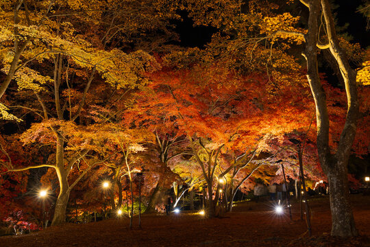 日本の風景・秋　埼玉県長瀞町　月の石もみじ公園　紅葉ライトアップ