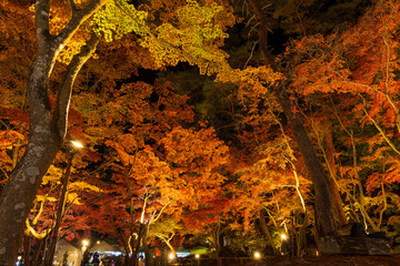 日本の風景・秋　埼玉県長瀞町　月の石もみじ公園　紅葉ライトアップ