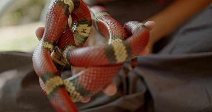Close up slow motion of a red milk snake being held by a young girl.