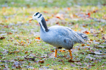 Close-Up of a Barred Goose in Its Natural Habitat