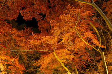 日本の風景・秋　埼玉県長瀞町　月の石もみじ公園　紅葉ライトアップ
