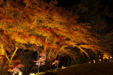 日本の風景・秋　埼玉県長瀞町　月の石もみじ公園　紅葉ライトアップ