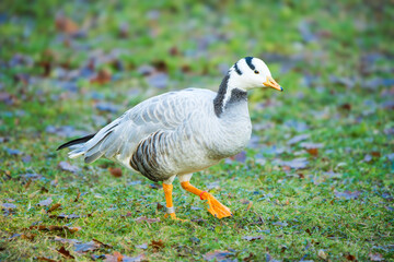 Close-Up of a Barred Goose in Its Natural Habitat