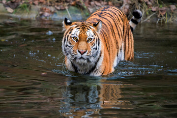 Majestic Tiger Swimming Gracefully in a Serene Lake