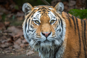 Intense Close-Up of a Majestic Tiger