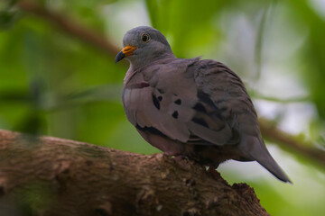 Peruvian Dove Perched Gracefully in a Tree