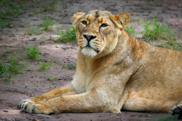 Close-Up of a Female Asiatic Lion