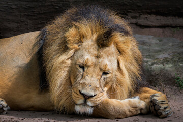 Close-Up of a Male Asiatic Lion Sleeping Peacefully