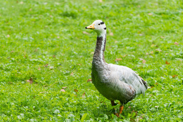 Close-Up of a Barred Goose in Its Natural Habitat