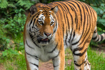 Intense Close-Up of a Majestic Tiger