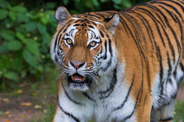 Intense Close-Up of a Majestic Tiger