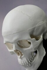 Model of a Skull 