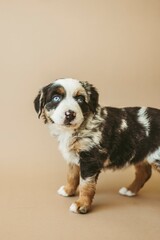 Fototapeta premium mini aussie puppies 