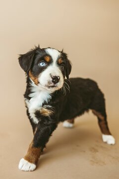 mini aussie puppies 